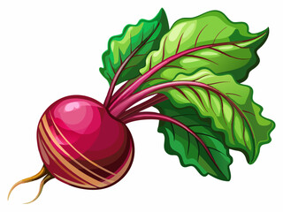 vector of  fresh beetroot isolated on transparent background