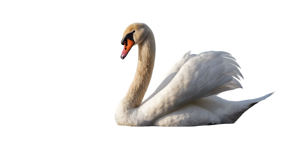 Beautifull White Swan isolated on white background, design elements, png