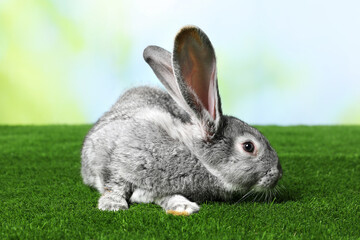Fluffy grey rabbit on green grass outdoors