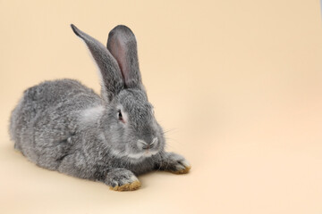 Fluffy grey rabbit on beige background, space for text. Cute pet