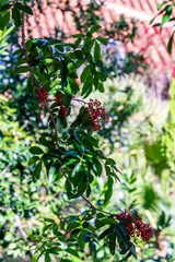 Schinus terebinthifolius pertenece a la familia de Anacardiaceae.