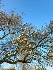 Bloom flower tree sun spring seasons color. Tree flower spring. Beauty of Nature. 
