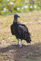Black Vulture, Lake Gatun, Panama