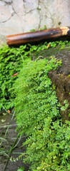 Close up view of vibrant green plants and moss