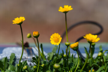 Close-up photo of blooming yellow Corn Marigold (Coleostephus)