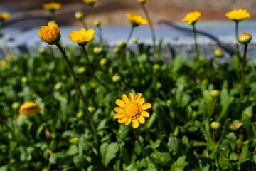 Close-up photo of blooming yellow Corn Marigold (Coleostephus)