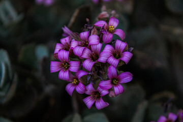 Flores pequeñas moradas juntas