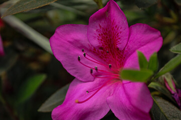 Flor rosa vista de cerca