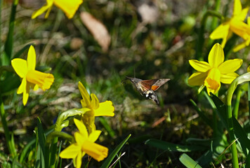 Butterfly Hawk moth ( lat. Sphingidae ) flies in search of nectar over yellow daffodil flowers