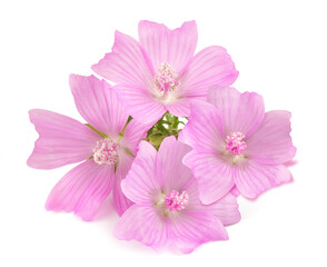 Fototapeta premium Greater musk mallow flowers