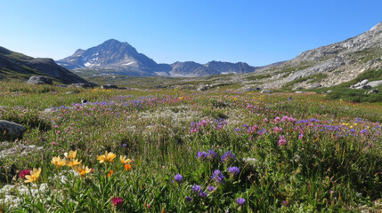 Alpine Meadows Wildflower Fields: As you ascend mountains, especially in spring and summer, you may encounter alpine meadows filled with colorful wildflowers. 