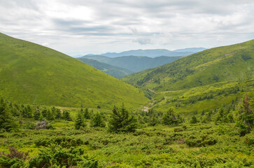 Breathtaking view of verdant valley surrounded by lush hills and forested landscapes under a cloudy sky. Perfect for nature, serenity, and outdoor exploration themes. Carpathian Mountains, Ukraine