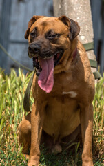 a medium-sized reddish-brown dog with a black muzzle and short hair.  