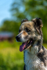 a large dog with a kind and attentive expression on its face. Its fur is of medium length, thick, and tricolor: gray and white with black spots.  