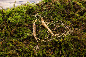 Fresh Wild Ginseng Roots on Green Moss - Herbal Medicine and Natural Remedy