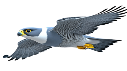 Realistic illustration of a peregrine falcon in mid-flight with detailed wing and feather design