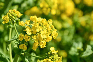 Obraz premium 菜の花