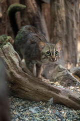 A Ceylon cat bred in captivity in an enclosure.
