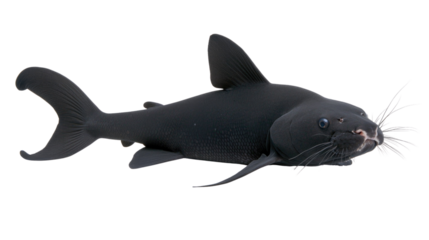 Black Catfish Lying on White Surface with Smooth Skin and Distinct Whiskers