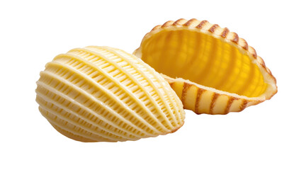 Realistic 3D Illustration of Detailed Shell with Smooth and Textured Surfaces on White Background