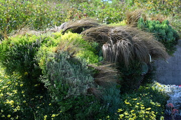 green grass and background and texture