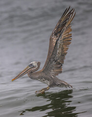 brown pelican (Pelecanus occidentalis) at the Olympic National Park, WA