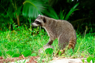 Obraz premium racoon