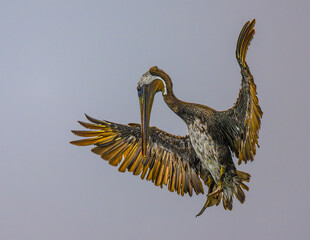 brown pelican (Pelecanus occidentalis) at the Olympic National Park, WA