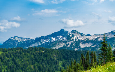 Fototapeta premium Pine tree and mountain landscape with forest. Forest nature with mount. Green valley landscape. Nature in mountain countryside. Landscape of countryside valley. Mountain valley. Wild area