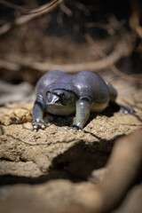 Plastic figurine of a nosed exotic frog.
