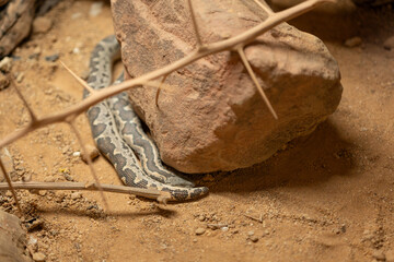 A resting spotted boa constrictor near a stone.

