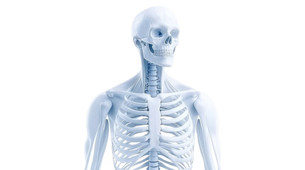 Realistic 3D Model of Human Skeleton with Detailed Bone Structure and Anatomy Representation