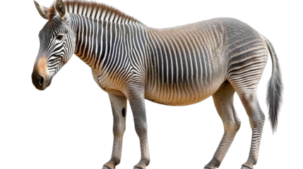Unique Striped Animal with Distinctive Patterns in Natural Habitat Setting