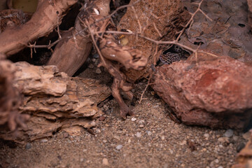 A night gecko peeks out from between the stones.
