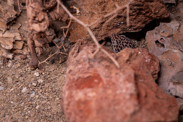 A night gecko peeks out from between the stones.
