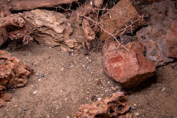 A night gecko peeks out from between the stones.
