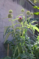 many different flowers on a flowerbed in the park