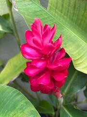 pink and yellow flower
