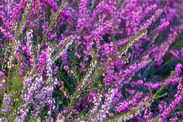 Besenheide (Calluna vulgaris)
