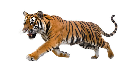 Obraz premium Majestic Tiger Running with Prey in Its Mouth in a Dramatic Action Pose