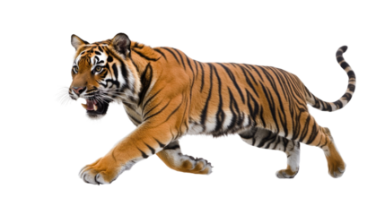 Majestic Tiger Running with Prey in Its Mouth in a Dramatic Action Pose