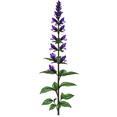 Obraz premium Illustration of a Purple Wildflower Plant with Transparent Background