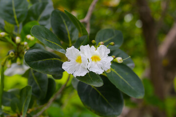 Clusters of white, trumpet-shaped flowers with yellow throats, blooming on tree