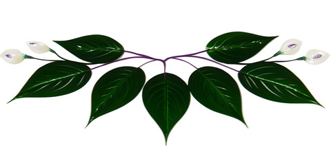 Obraz premium Illustration Of White Floral Leaves With Green Transparent Background