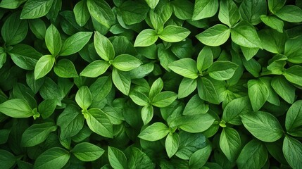 Lush Green Leaves Background: A Vibrant Display of Nature's Beauty