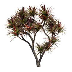 3D Dragon Tree with Red and Green Spiky Leaves Isolated on Transparent Background