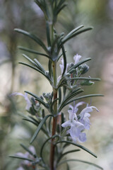 beautiful rosemary flowers in the garden