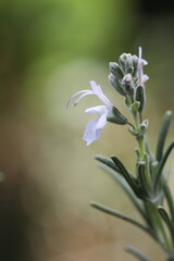 beautiful rosemary flowers in the garden