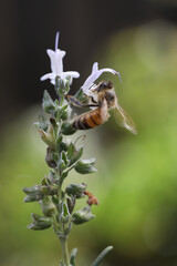 beautiful rosemary flowers in the garden