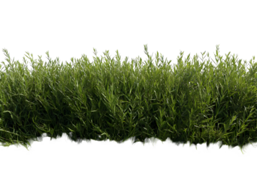 Isolated Background Green Hedge Shrub Foliage Transparent Plant